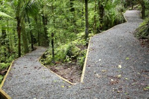 Trails in forest